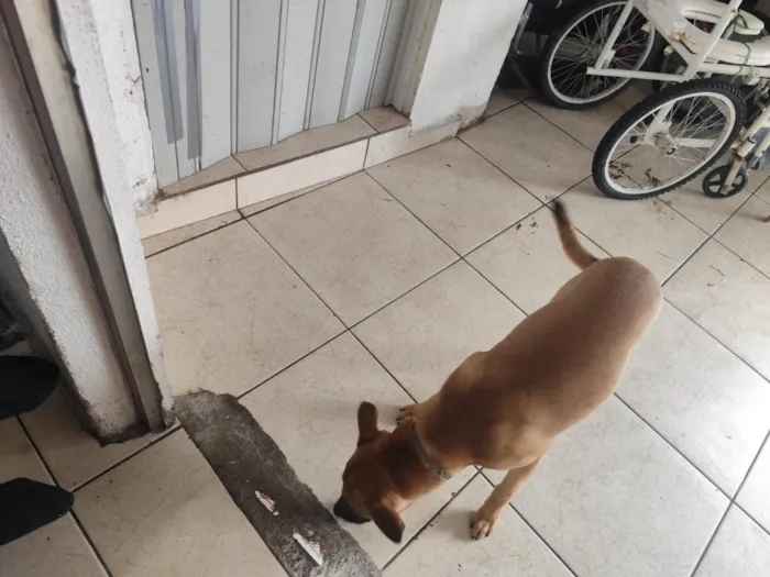 Cachorro raça SRD-ViraLata idade 7 a 11 meses nome Buddy