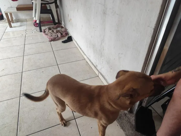 Cachorro raça SRD-ViraLata idade 7 a 11 meses nome Buddy