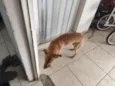 Buddy
