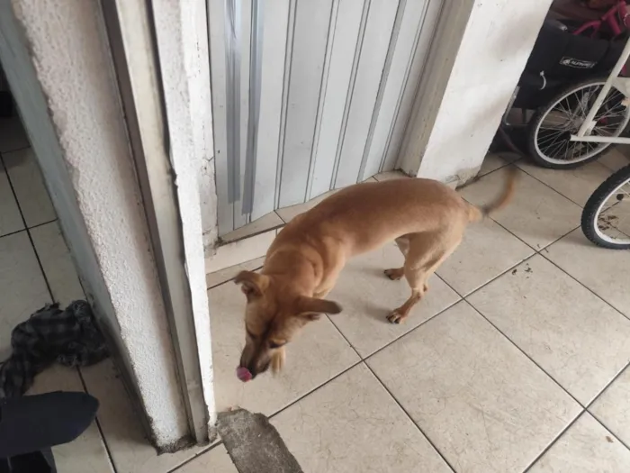 Cachorro raça SRD-ViraLata idade 7 a 11 meses nome Buddy