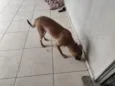 Buddy