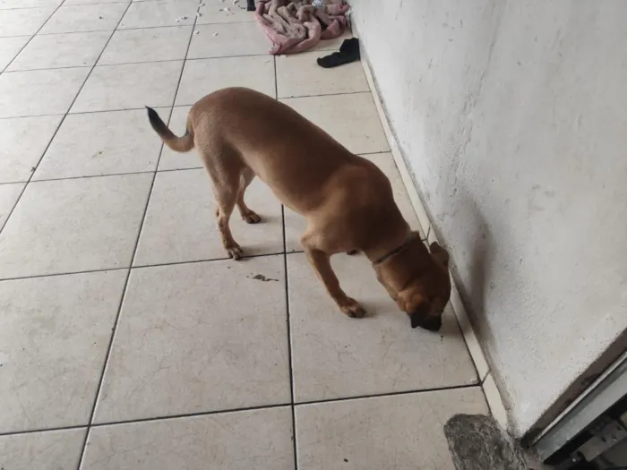 Cachorro raça SRD-ViraLata idade 7 a 11 meses nome Buddy