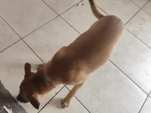 Cachorro raça SRD-ViraLata idade 7 a 11 meses nome Buddy