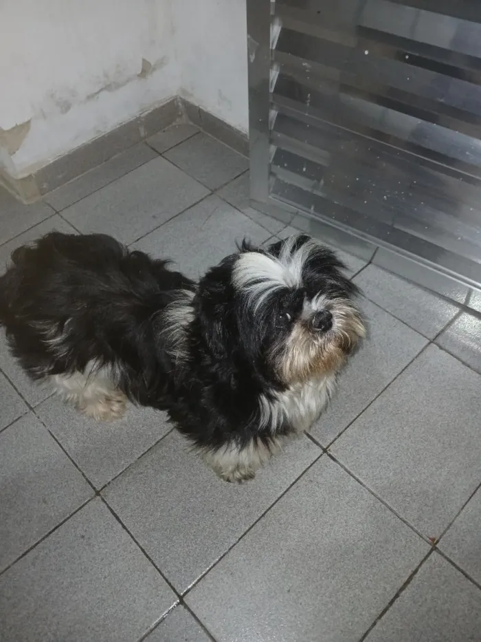 Cachorro raça Shitzu idade 3 anos nome sem nome