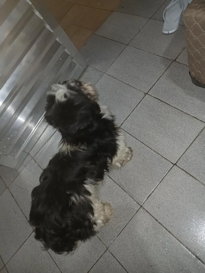 Cachorro raça Shitzu idade 3 anos nome sem nome