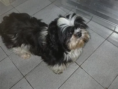 Cachorro raça Shitzu idade 3 anos nome sem nome