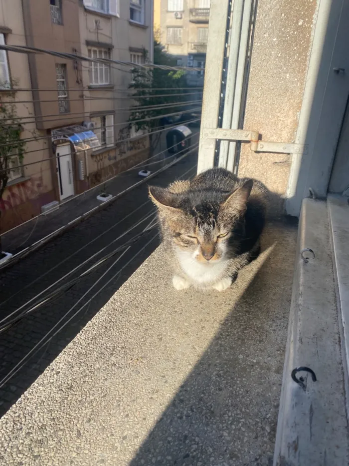 Gato raça SRD-ViraLata idade 1 ano nome Estrela