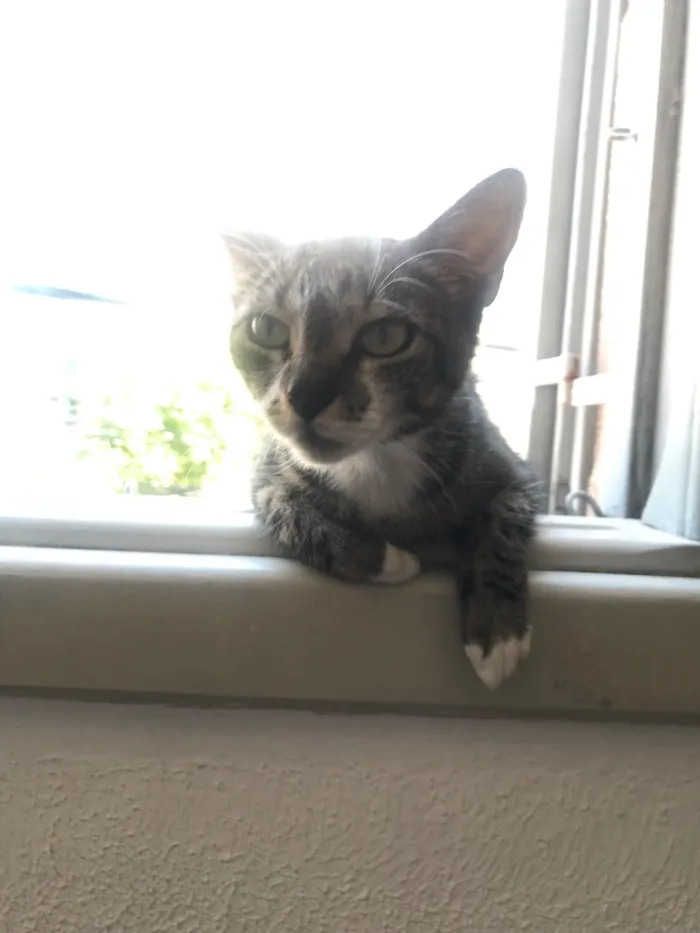 Gato raça SRD-ViraLata idade 1 ano nome Estrela
