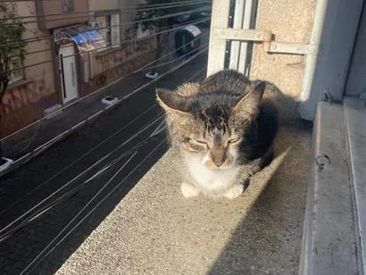 Gato raça SRD-ViraLata idade 1 ano nome Estrela