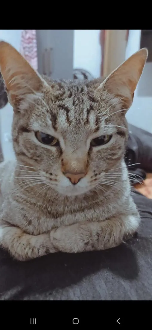Gato raça SRD-ViraLata idade 3 anos nome junim, morceguinha, junim junior