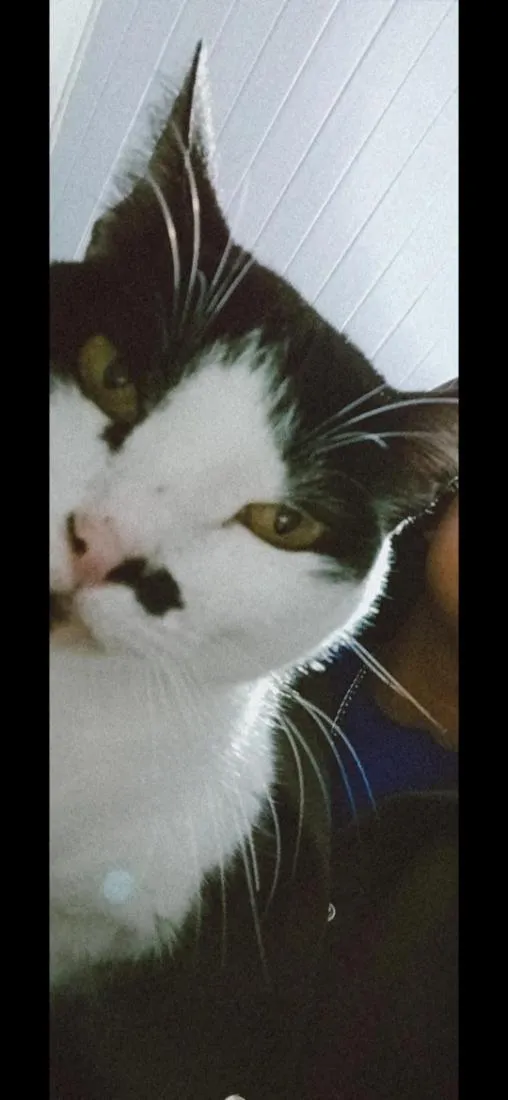 Gato raça SRD-ViraLata idade 3 anos nome junim, morceguinha, junim junior
