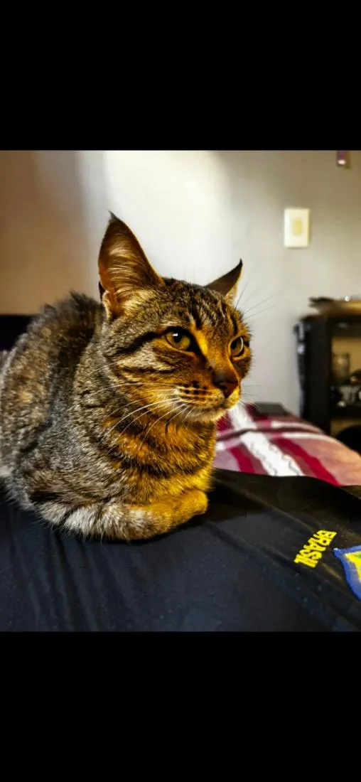 Gato raça SRD-ViraLata idade 3 anos nome junim, morceguinha, junim junior
