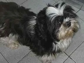 Cachorro raça Shitzu idade 3 anos nome sem nome