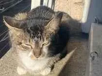 Gato raça SRD-ViraLata idade 1 ano nome Estrela