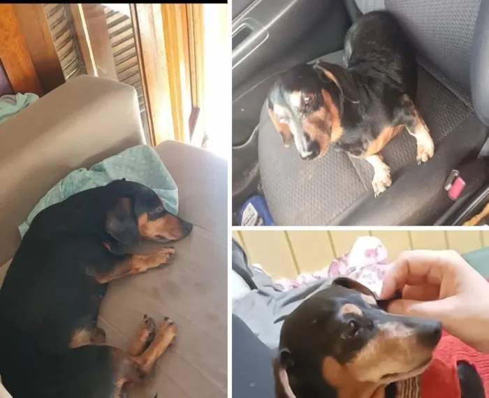 Cachorro raça Basset-Cofap idade 6 ou mais anos nome shoyu
