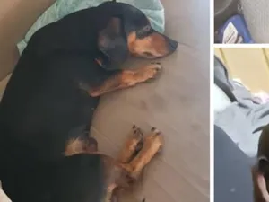 Cachorro raça Basset-Cofap idade 6 ou mais anos nome shoyu