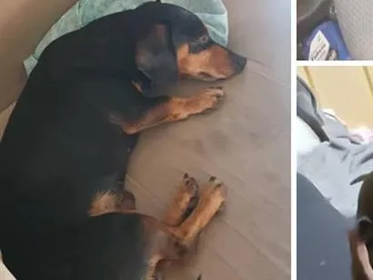 Cachorro raça Basset-Cofap idade 6 ou mais anos nome shoyu