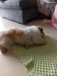 spike