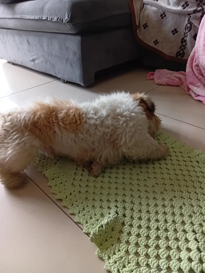 Cachorro raça Shitzu idade 3 anos nome spike