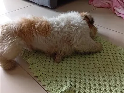 Cachorro raça Shitzu idade 3 anos nome spike