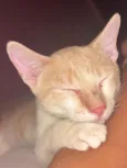 Denguinho