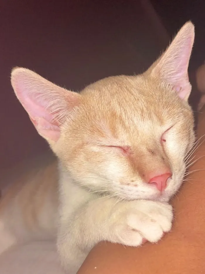 Gato raça SRD-ViraLata idade 2 a 6 meses nome Denguinho