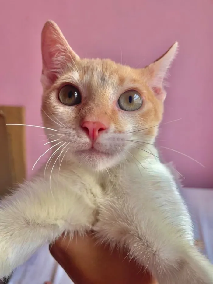 Gato raça SRD-ViraLata idade 2 a 6 meses nome Denguinho