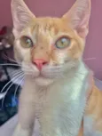 Denguinho