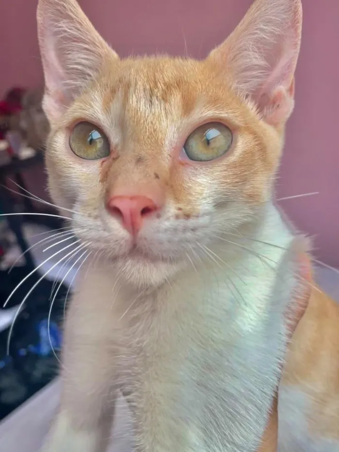 Gato raça SRD-ViraLata idade 2 a 6 meses nome Denguinho