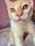 Denguinho