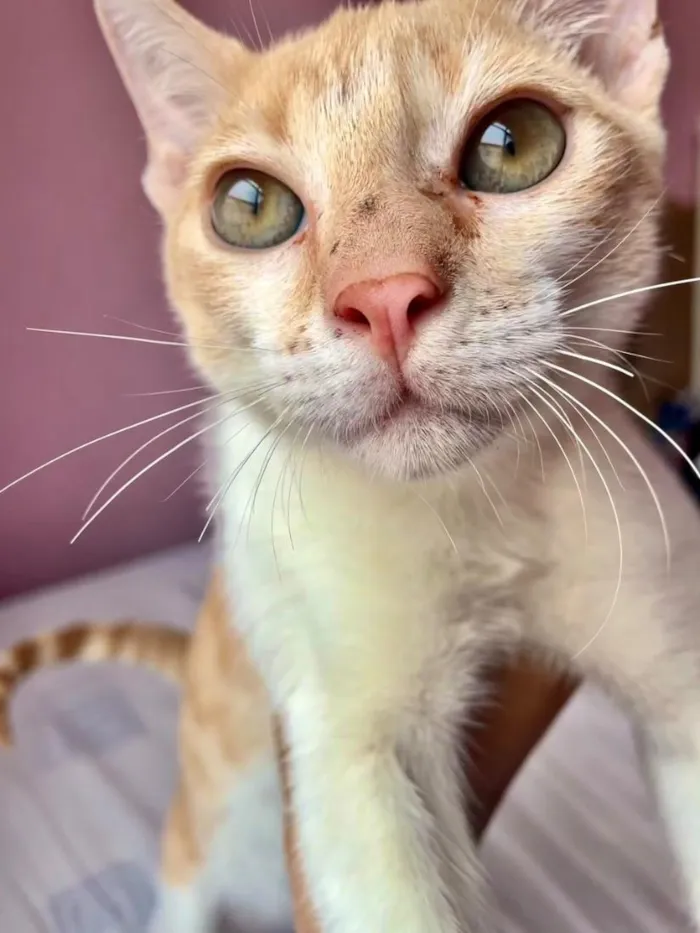 Gato raça SRD-ViraLata idade 2 a 6 meses nome Denguinho