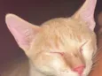 Denguinho