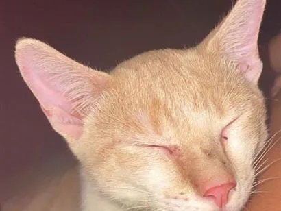 Gato raça SRD-ViraLata idade 2 a 6 meses nome Denguinho