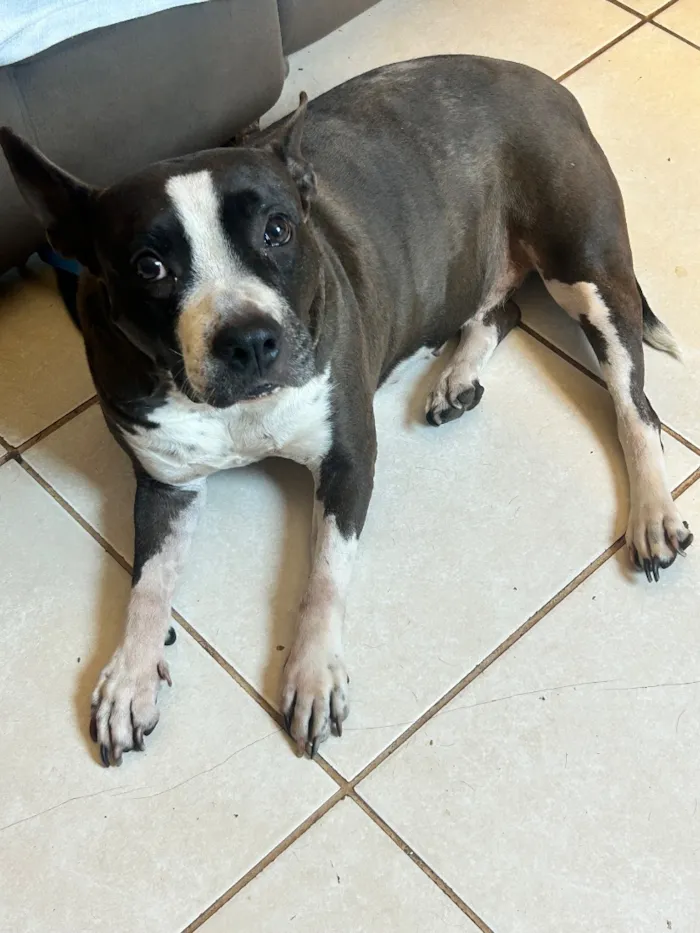 Cachorro raça SRD-ViraLata idade 5 anos nome Kira