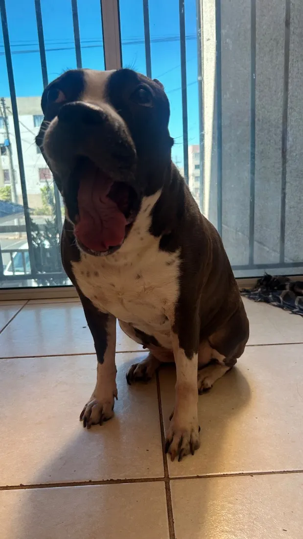 Cachorro raça SRD-ViraLata idade 5 anos nome Kira