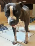 Kira