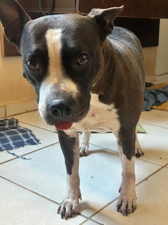 Cachorro raça SRD-ViraLata idade 5 anos nome Kira