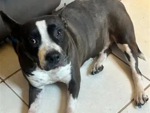 Cachorro raça SRD-ViraLata idade 5 anos nome Kira