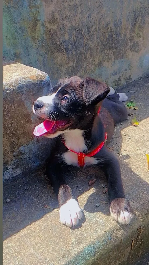 Cachorro raça Labrador idade Abaixo de 2 meses nome Miguel