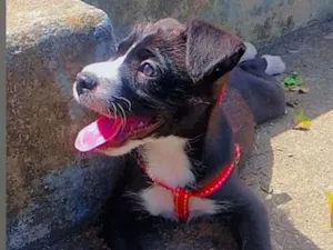 Cachorro raça Labrador idade Abaixo de 2 meses nome Miguel