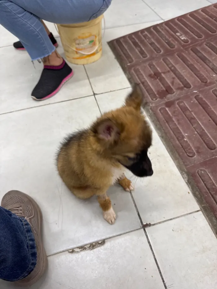 Cachorro raça SRD-ViraLata idade 2 a 6 meses nome Mel