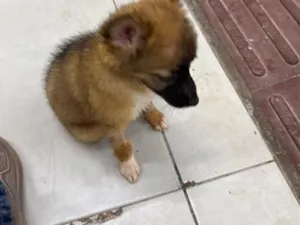 Cachorro raça SRD-ViraLata idade 2 a 6 meses nome Mel