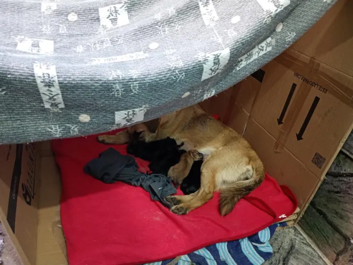 Cachorro raça SRD-ViraLata idade Abaixo de 2 meses nome sem nome