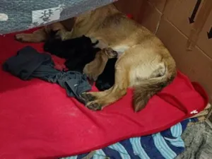 Cachorro raça SRD-ViraLata idade Abaixo de 2 meses nome sem nome