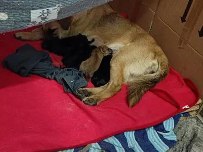 Cachorro raça SRD-ViraLata idade Abaixo de 2 meses nome sem nome