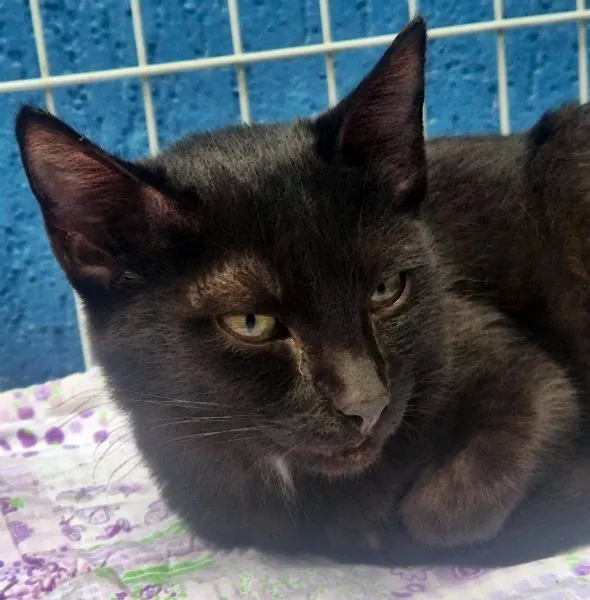 Gato raça SRD-ViraLata idade 2 a 6 meses nome ROBINHO BLACK