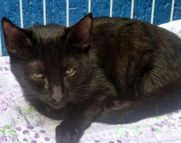 Gato raça SRD-ViraLata idade 2 a 6 meses nome ROBINHO BLACK