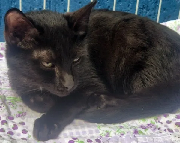 Gato raça SRD-ViraLata idade 2 a 6 meses nome ROBINHO BLACK