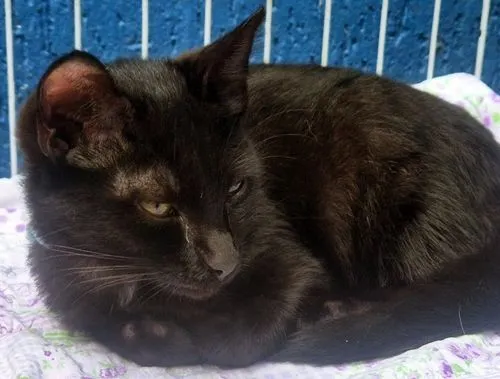 Gato raça SRD-ViraLata idade 2 a 6 meses nome ROBINHO BLACK