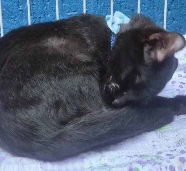 Gato raça SRD-ViraLata idade 2 a 6 meses nome ROBINHO BLACK